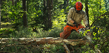 Forstarbeiter arbeitet mit einer Kettensäge von Husquarna. Er trägt dabei ein Waldarbeiterhelmset und eine Schutzkleidung.