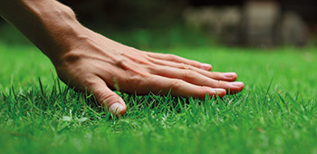 Hand berührt gesunden Rasen.