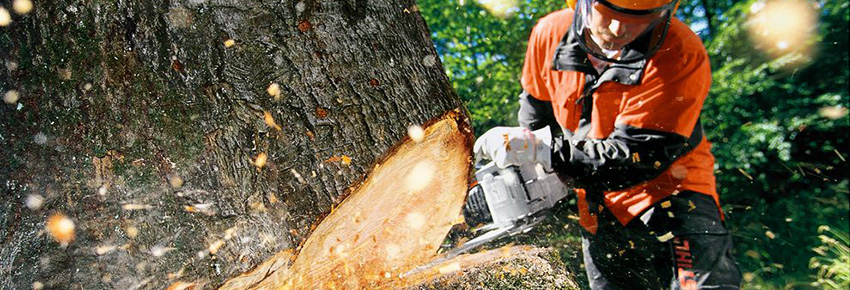 Mann, welcher eine Schutzkleidung trägt, schneidet einen Baum mit einer Kettensäge.