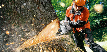 Mann, welcher eine Schutzkleidung trägt, schneidet einen Baum mit einer Kettensäge.
