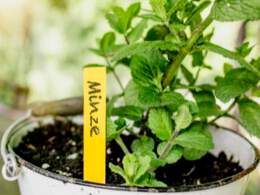 1321072 - Holz-Stecketiketten 25Stk Gelb