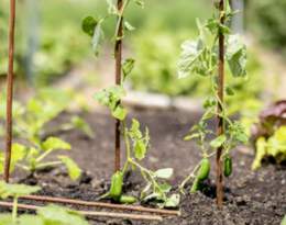 1321073 - Weide-Pflanzst&auml;be 120cm 6 Stk